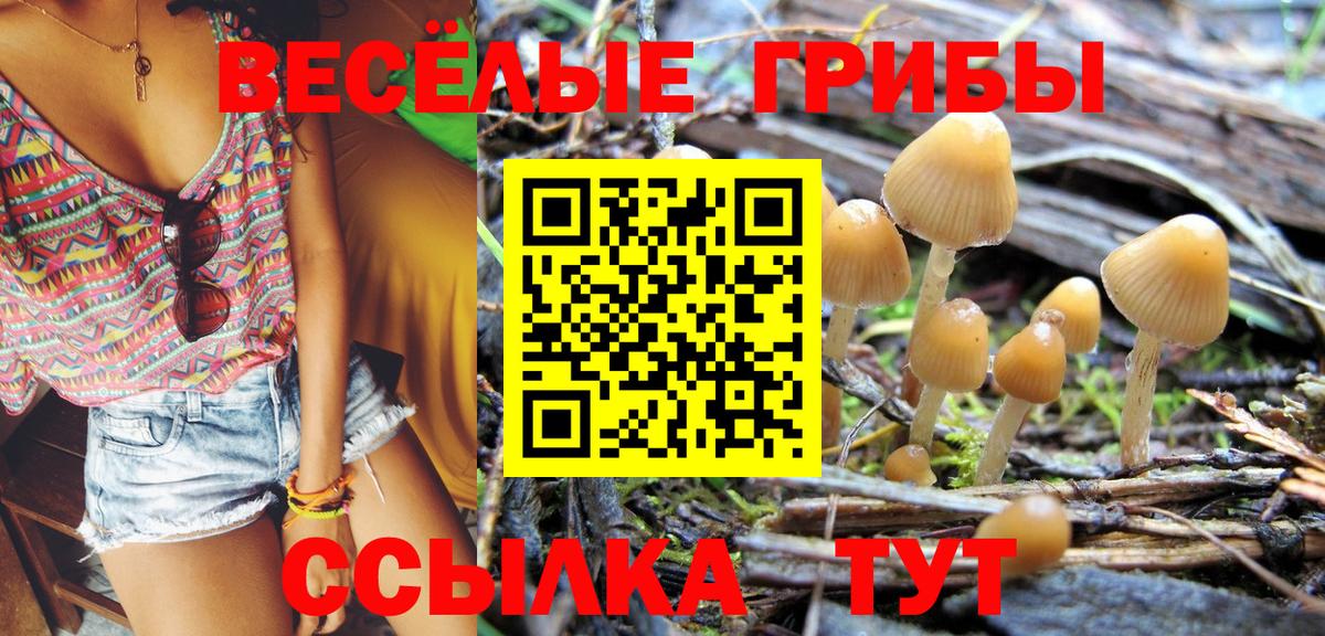 Галлюциногенные грибы Psilocybe Аксай